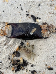 Rostroraja eglanteria