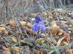 Scilla odorata