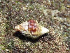 Leucozonia