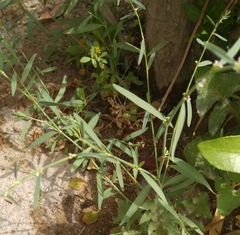 Polygonum
