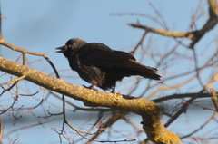 Corvus monedula