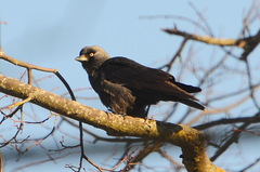 Corvus monedula