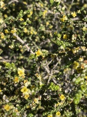 Thymelaea