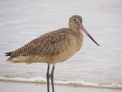 Limosa fedoa