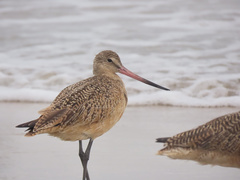 Limosa fedoa