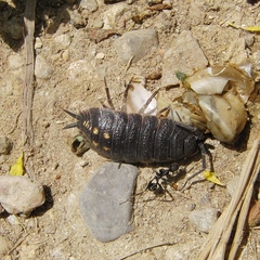 Porcellio ornatus