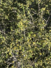 Thymelaea