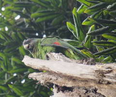Amazona arausiaca