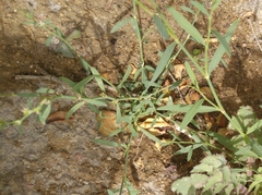 Polygonum