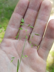 Poa supina