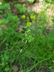 Poa supina