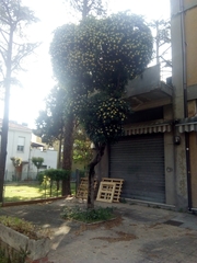 Pittosporum tobira