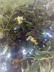 Pittosporum tobira