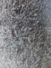 Pittosporum tobira