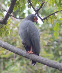 Buteogallus schistaceus