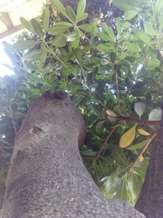 Pittosporum tobira