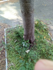 Pittosporum tobira