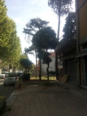 Pittosporum tobira