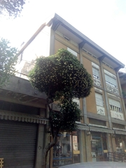 Pittosporum tobira