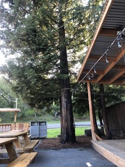 Sequoia