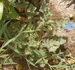 Sonchus