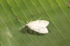 Eucereon xanthoperas