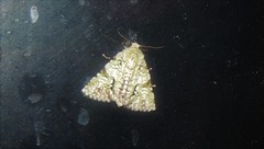 Blenina