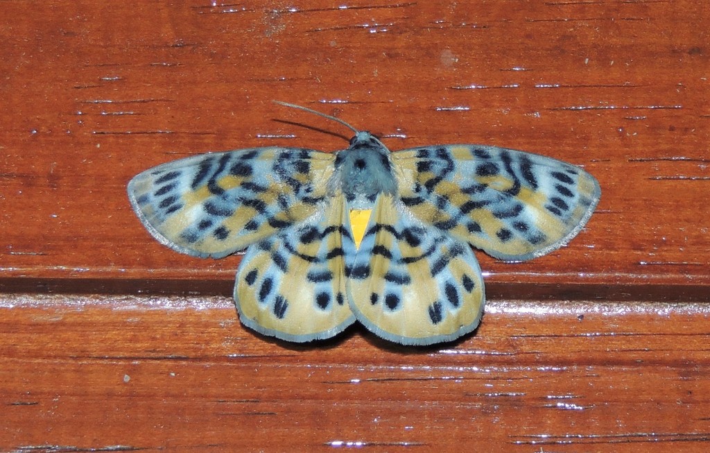 Bracca rotundata