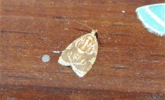 Adoxophyes templana