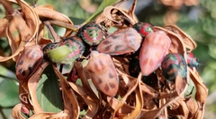 Coleotichus costatus