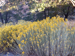 Ericameria nauseosa mohavensis