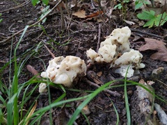 Sebacina sparassoidea