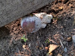 Hypomyces melanocarpus