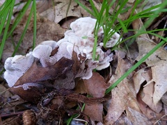 Phellodon confluens