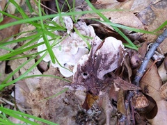 Phellodon confluens