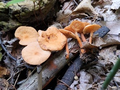 Lactarius areolatus