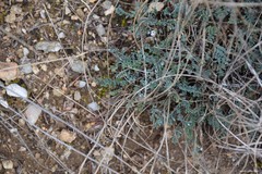 Astragalus monspessulanus