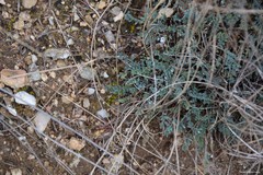 Astragalus monspessulanus