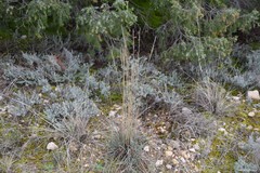 Helictochloa bromoides