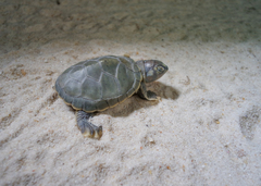 Podocnemis sextuberculata