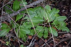 Taraxacum obovatum