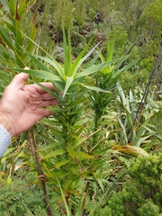 Dracophyllum arboreum
