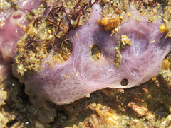 Chalinula nematifera