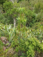 Dracophyllum arboreum