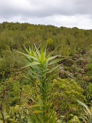 Dracophyllum arboreum