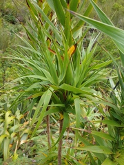 Dracophyllum arboreum