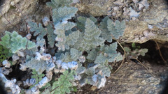 Myriopteris parryi image