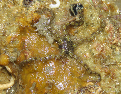 Ophiothrix angulata image