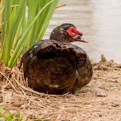 Cairina moschata domestica