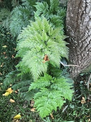 Rumohra adiantiformis